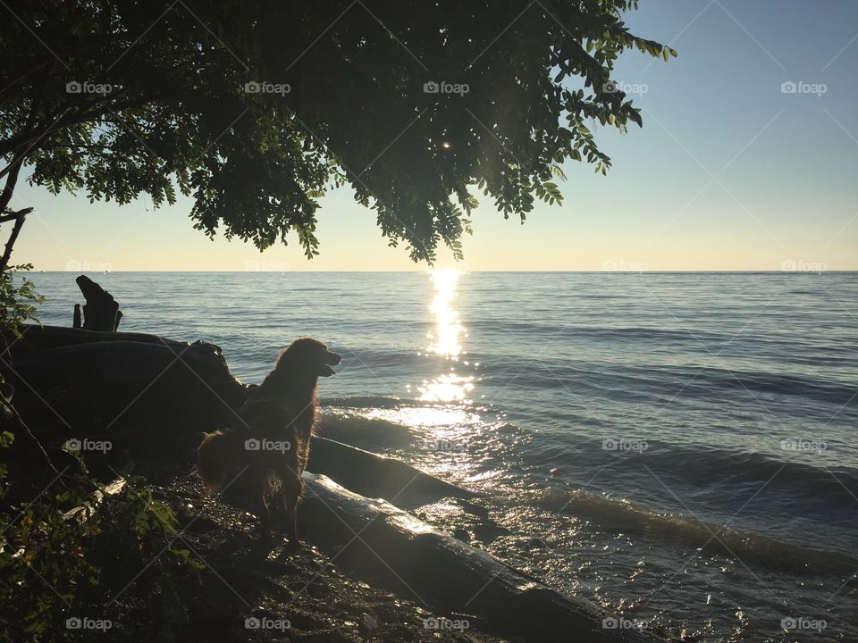 Dog at the lake during sunset