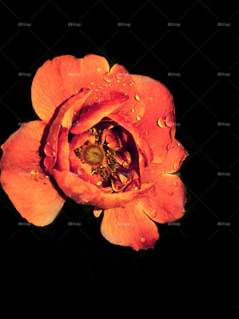 Flower, Rose, Petal, No Person, Nature