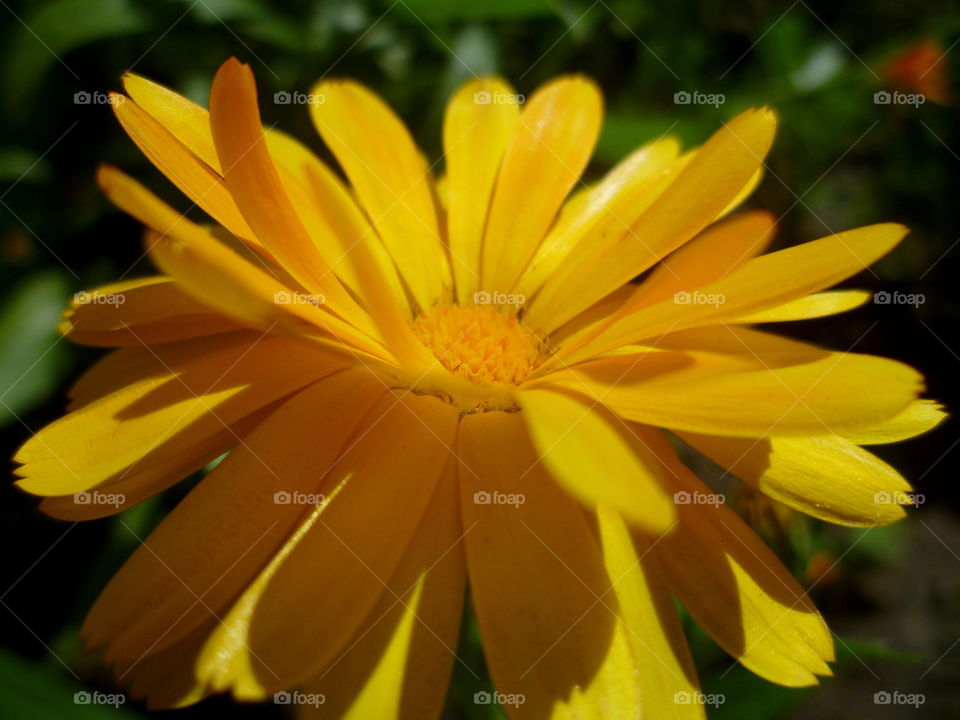 Blooming yellow flower