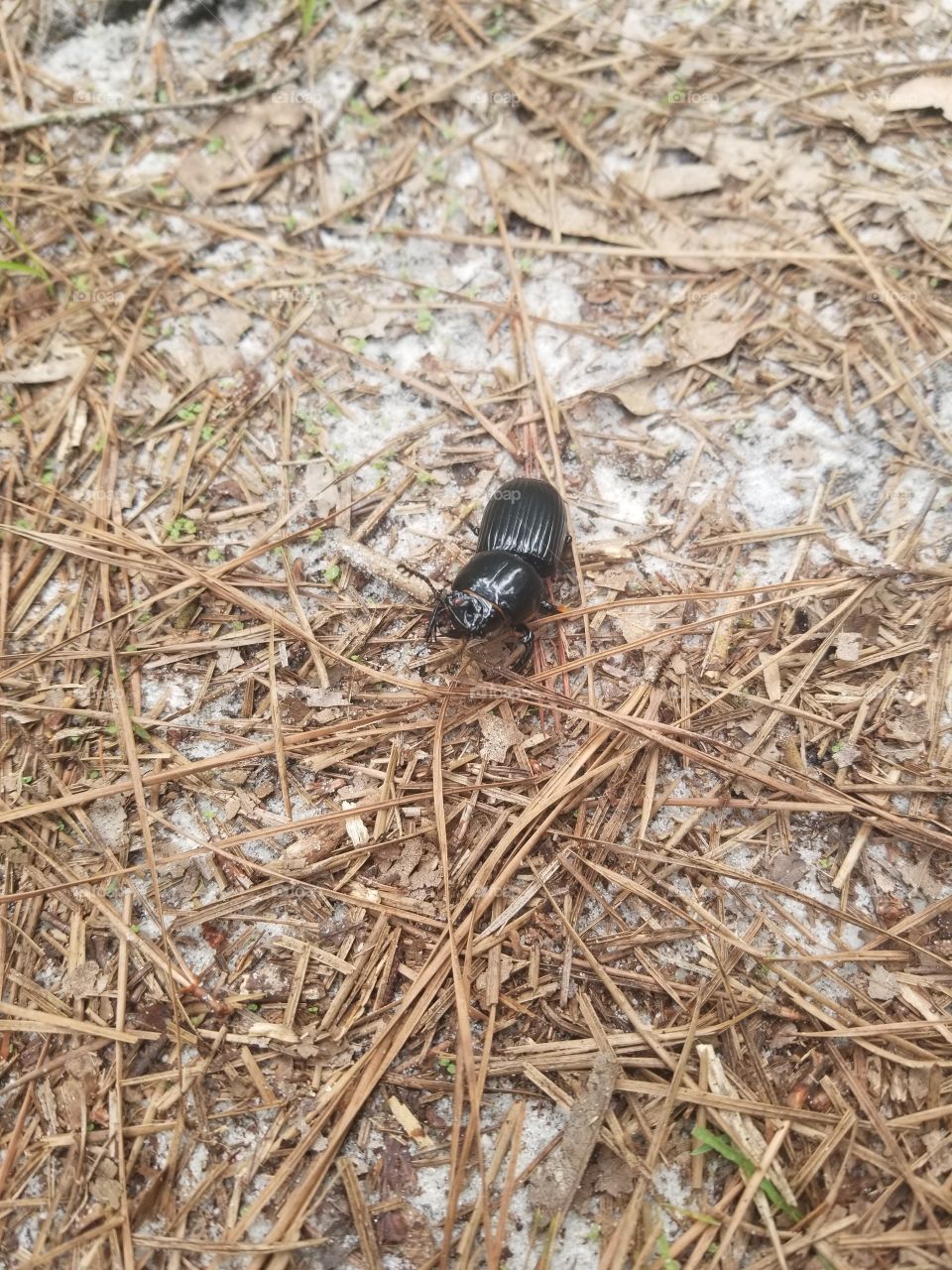 Black bug