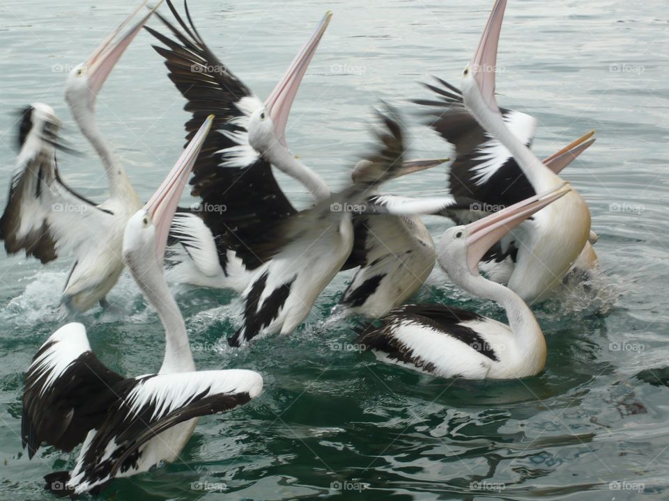 Pelicans are trying to catch the bites 