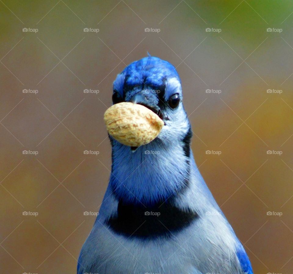 Blue jay with a peanut