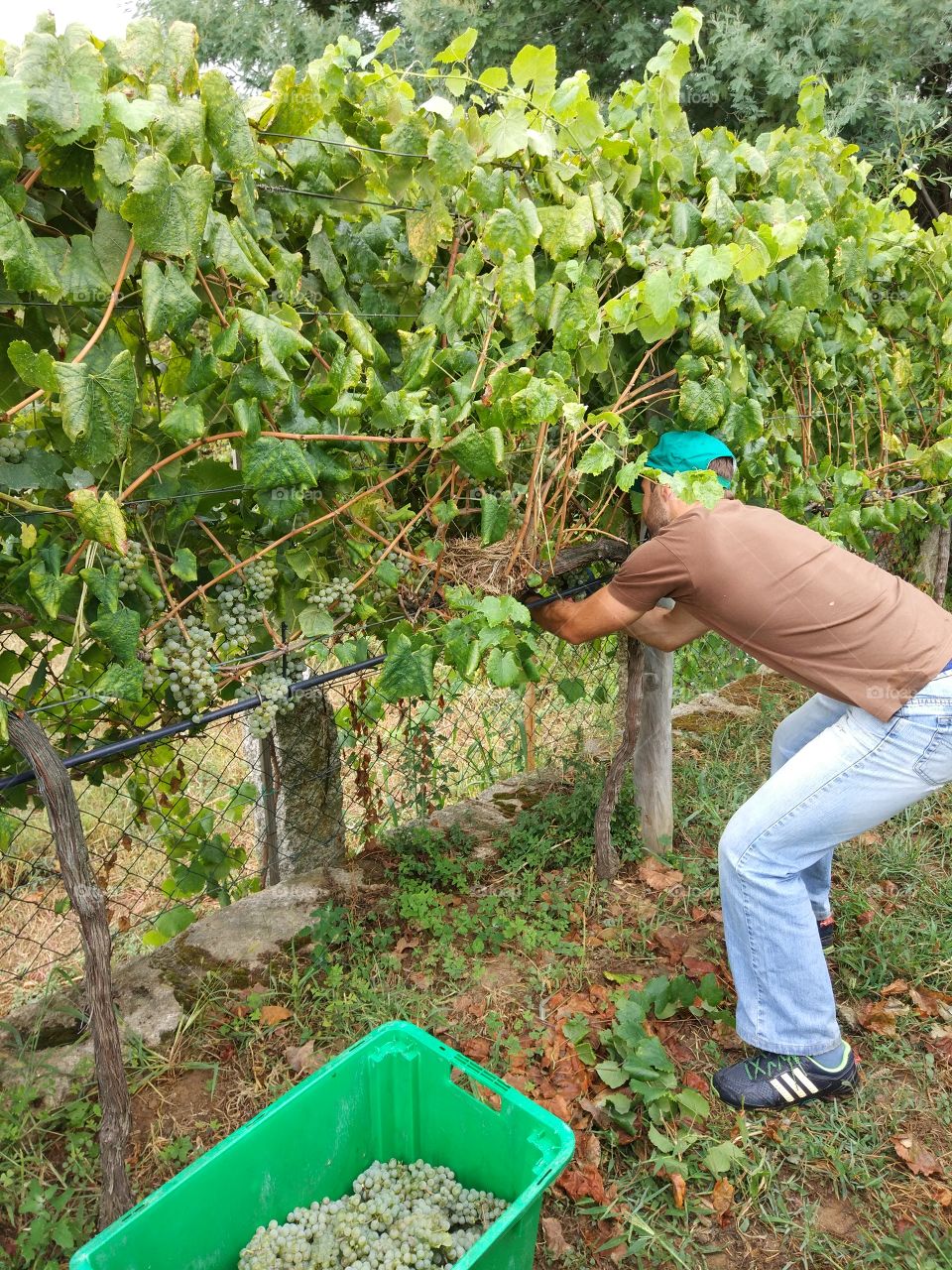 Agriculture, Food, Nature, Growth, Grow