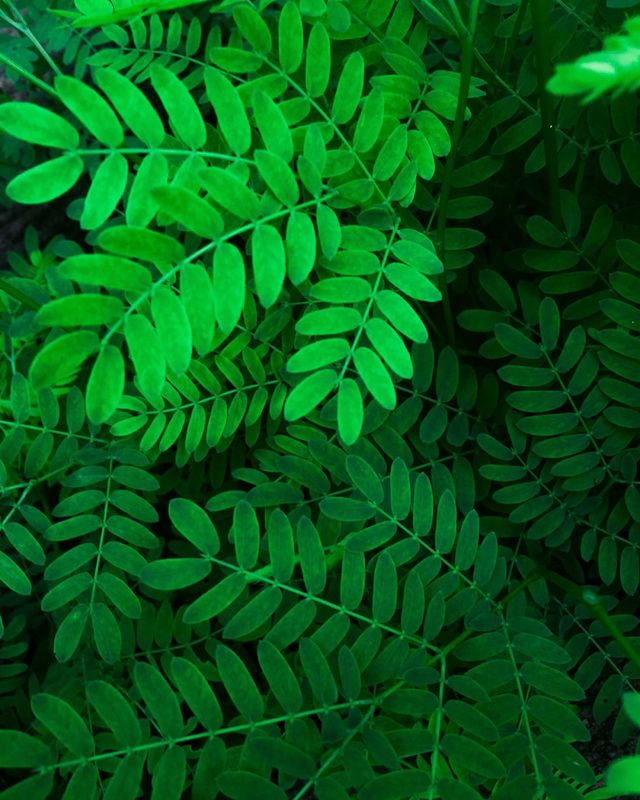 Tiny leaves, beautiful tiny leaves giving you a peaceful visual treat nature is full of wonders.