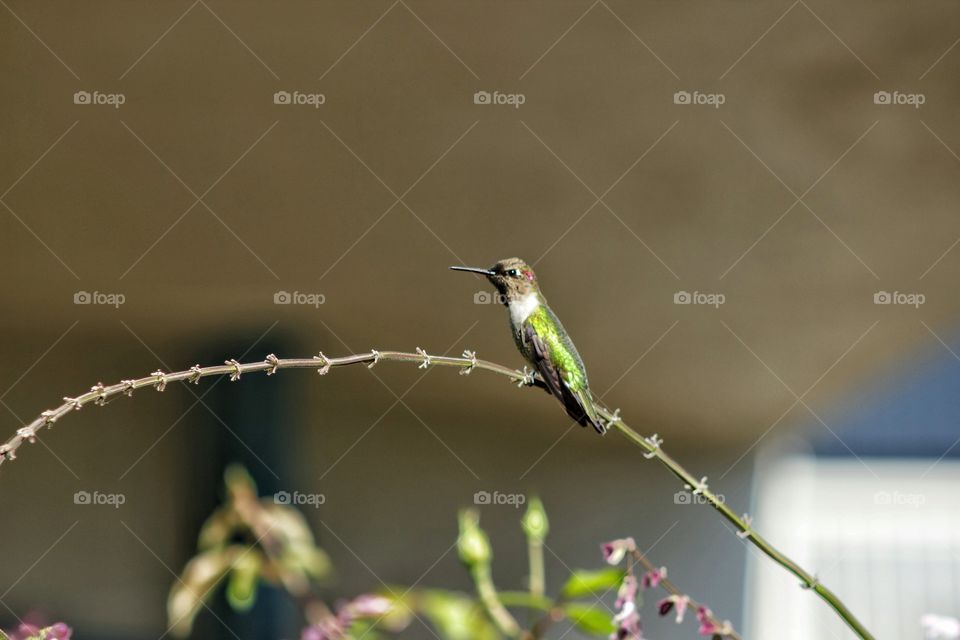 Hummingbird