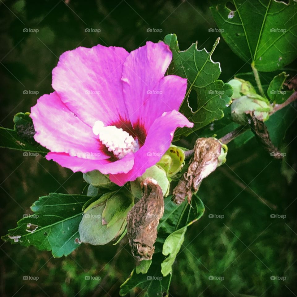 Rose of Sharon 