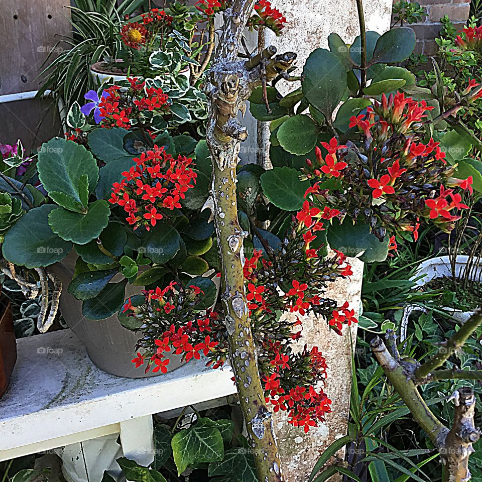 Colorful red flowers amongst the greenery 