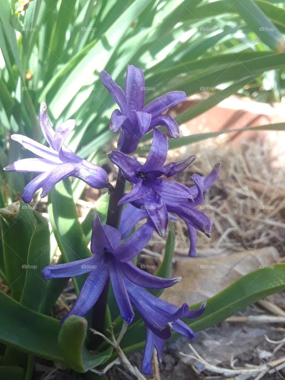 Early Spring Purple Bloom
