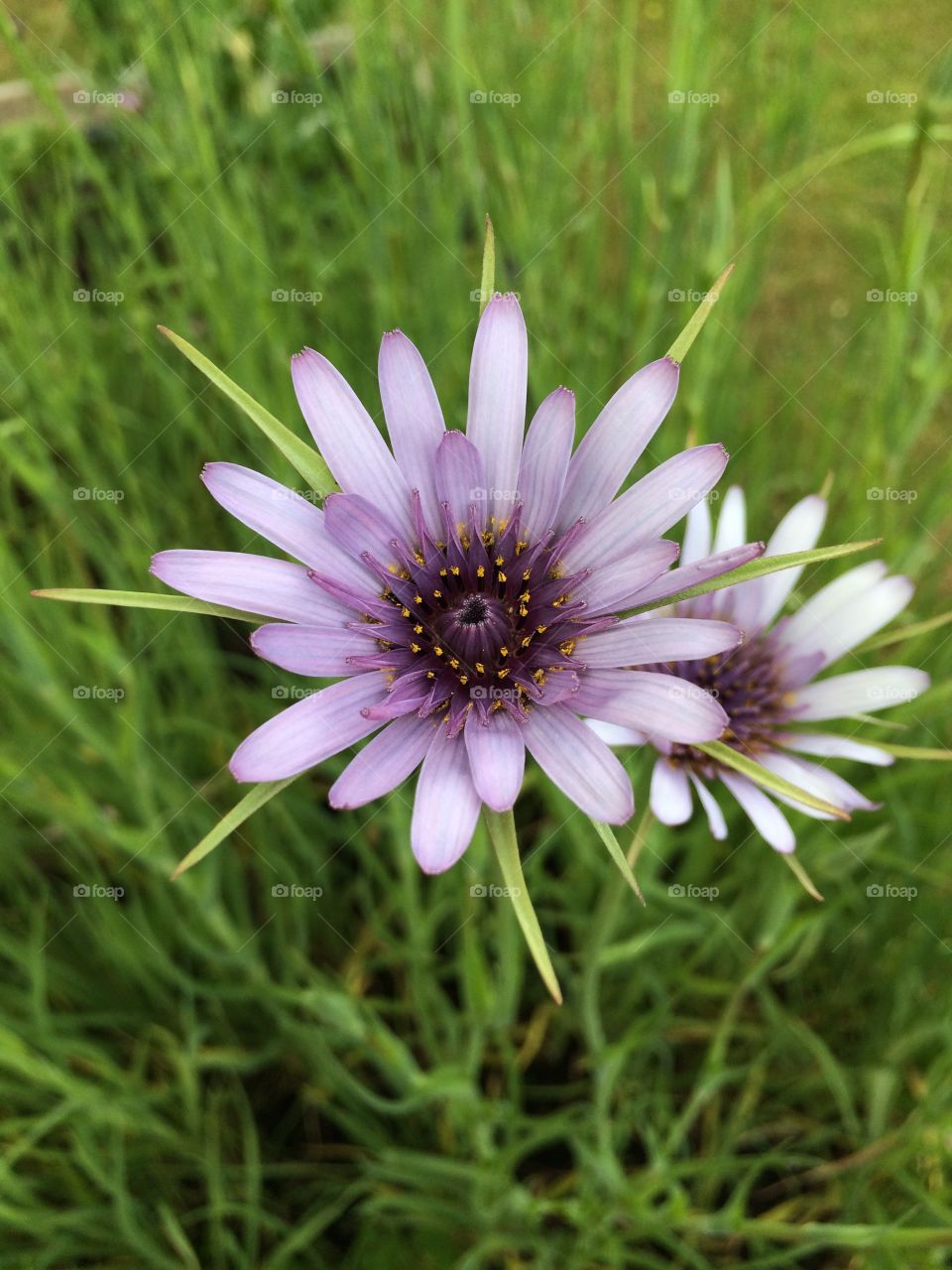 Close-up of pink flower