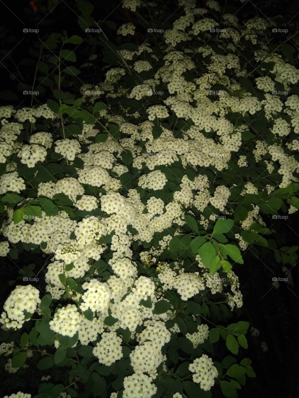 This flower is called the bride's wreath