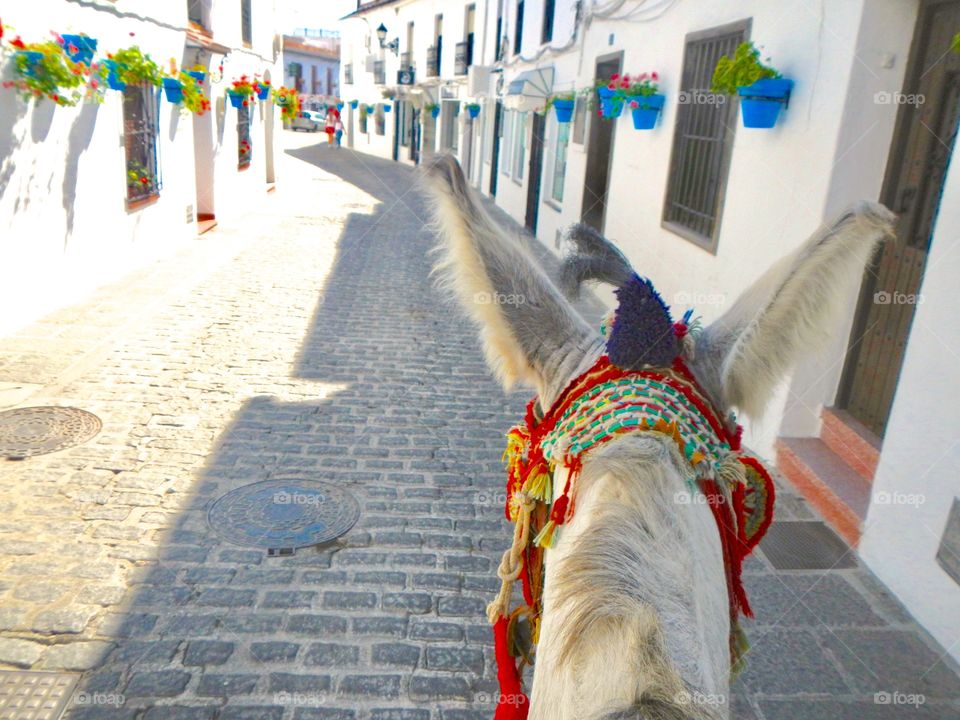 Donkey ride in Mijas