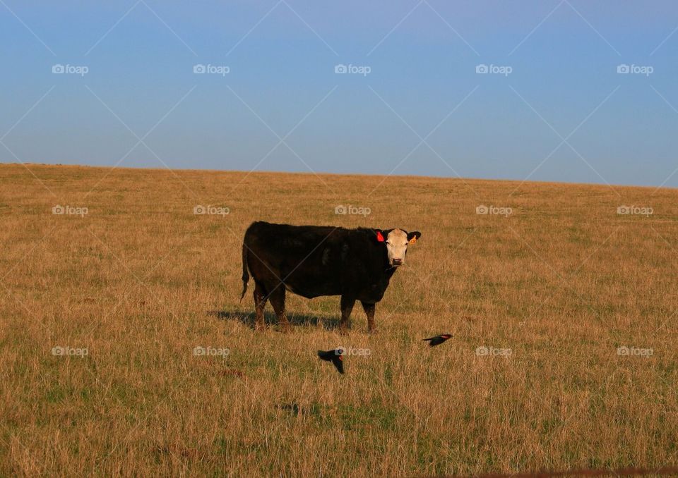 Birds and a Cow