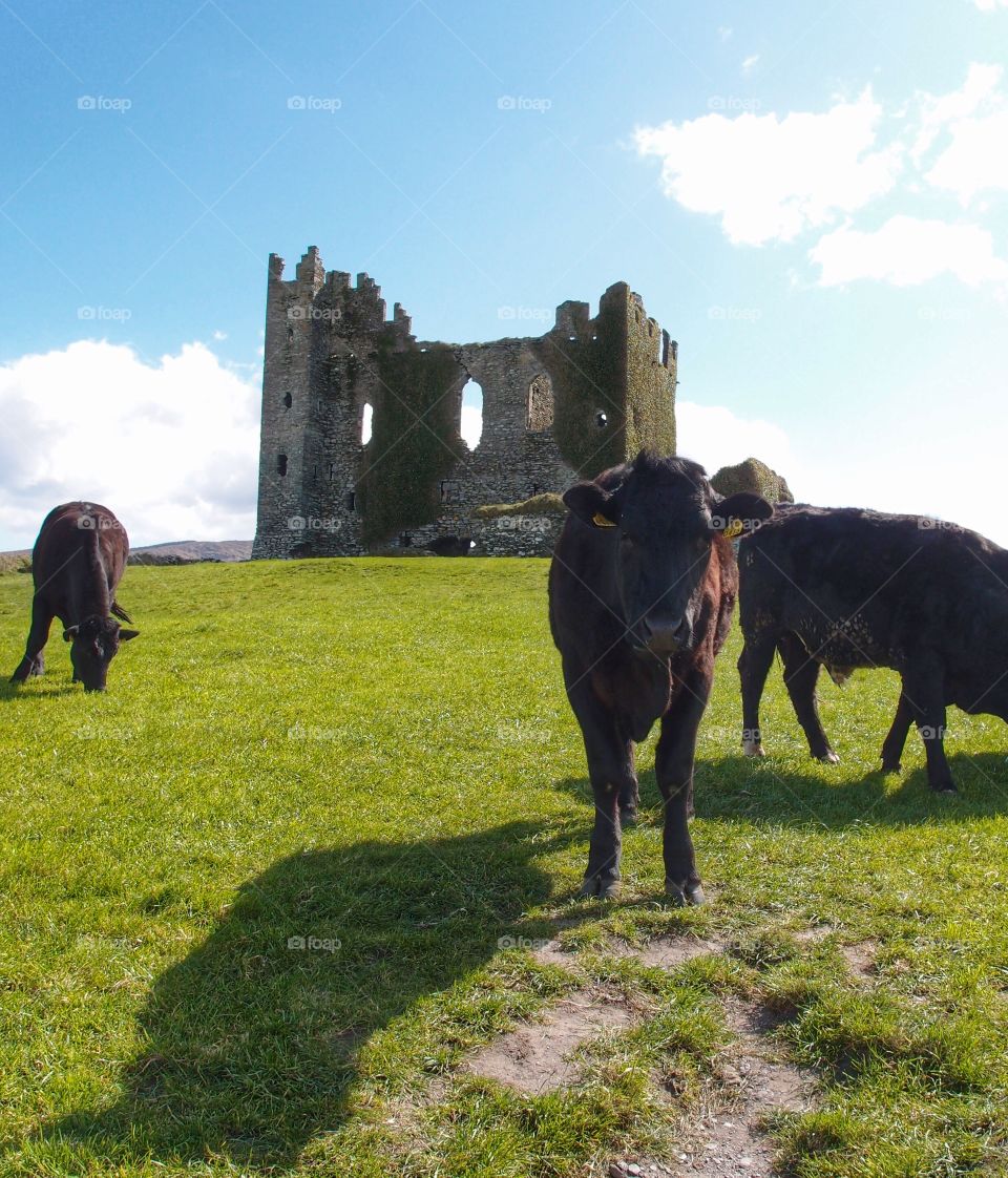 Cows by a castle in Ireland 