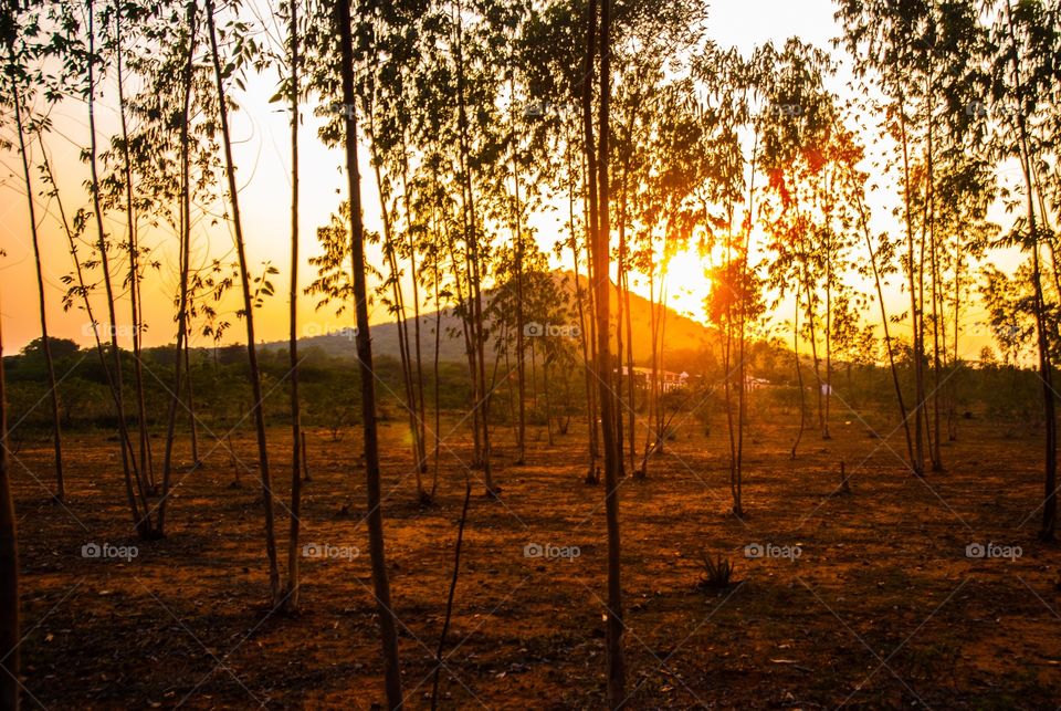 forest trees 