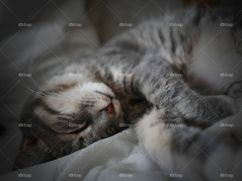 Kitten sleeping on bed