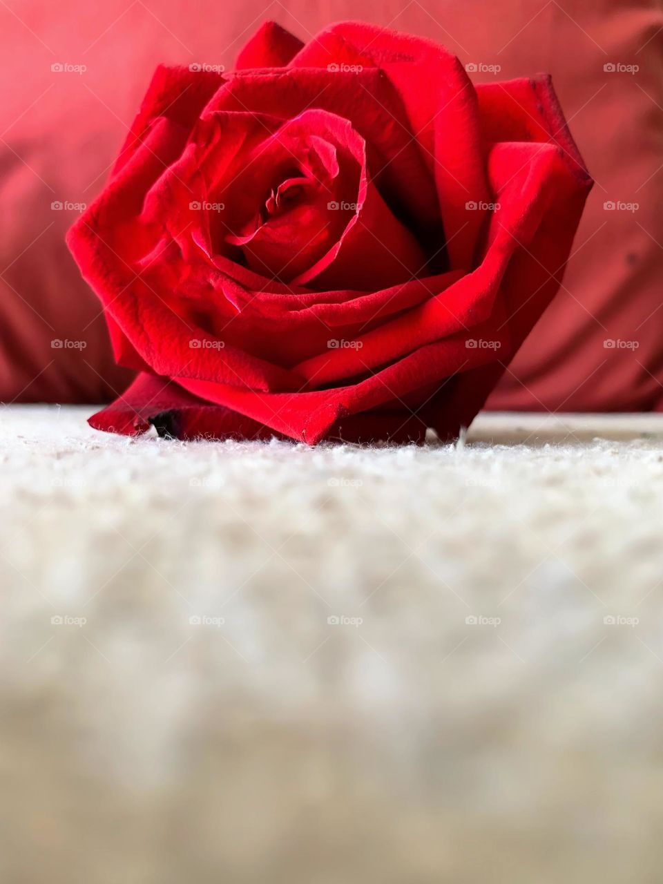 Magenta Rose