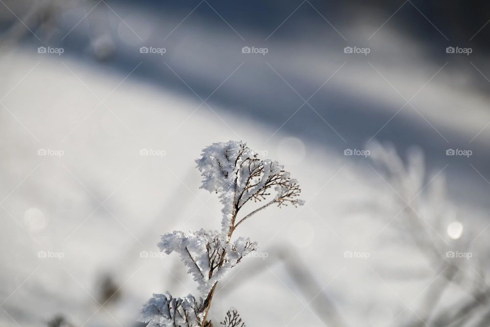 White snow crystals on a brown plant in a snowy landscape