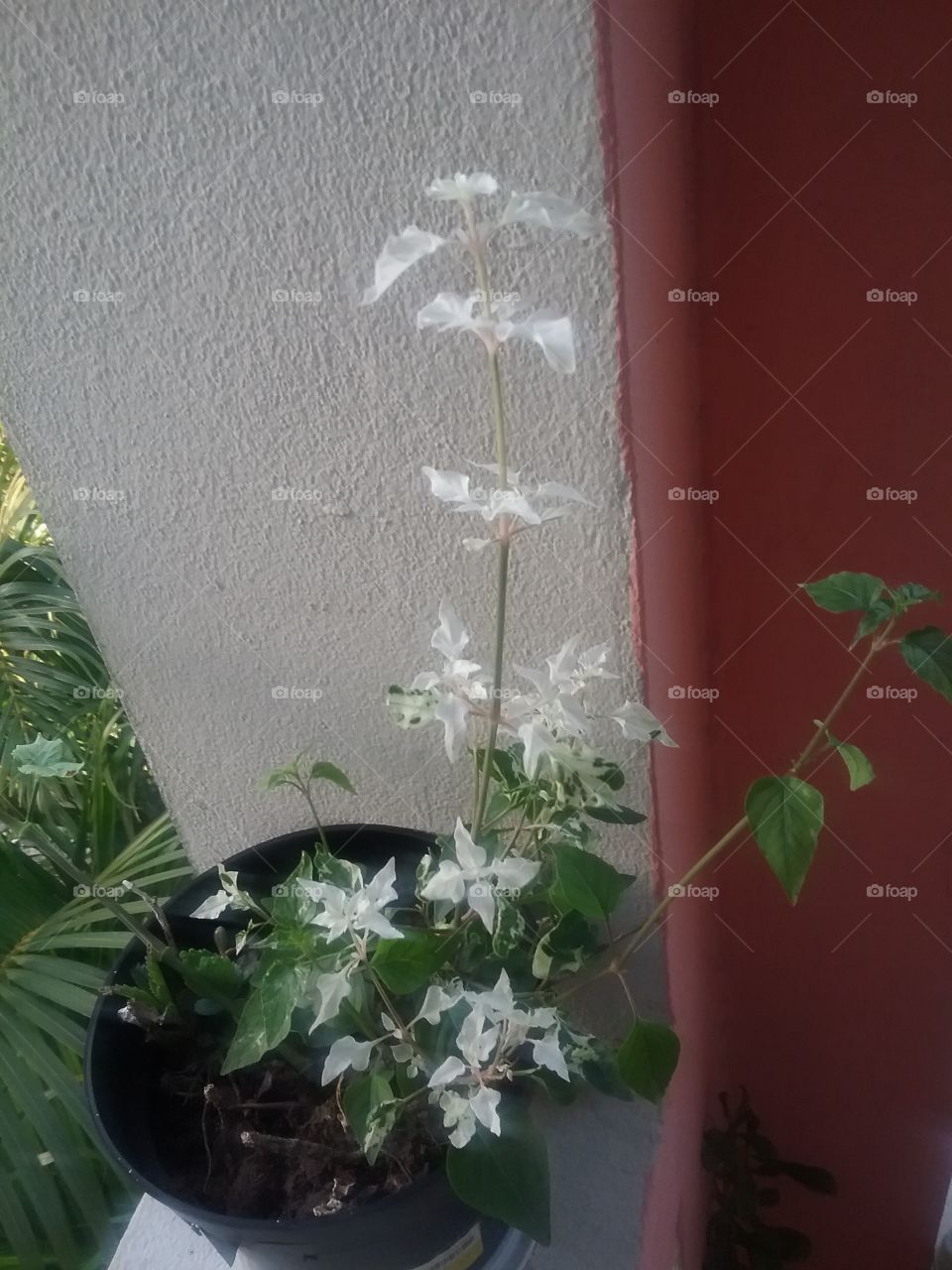 No Person, Flower, Leaf, Flora, Still Life