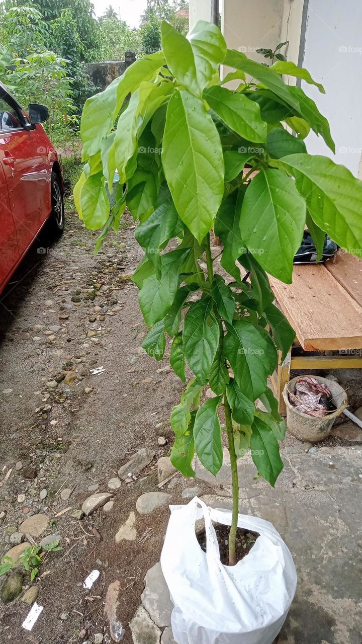 Photo or image or background about the plant of the vokat guava