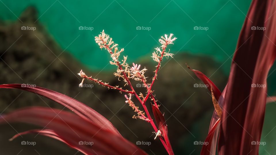 detailed flowers