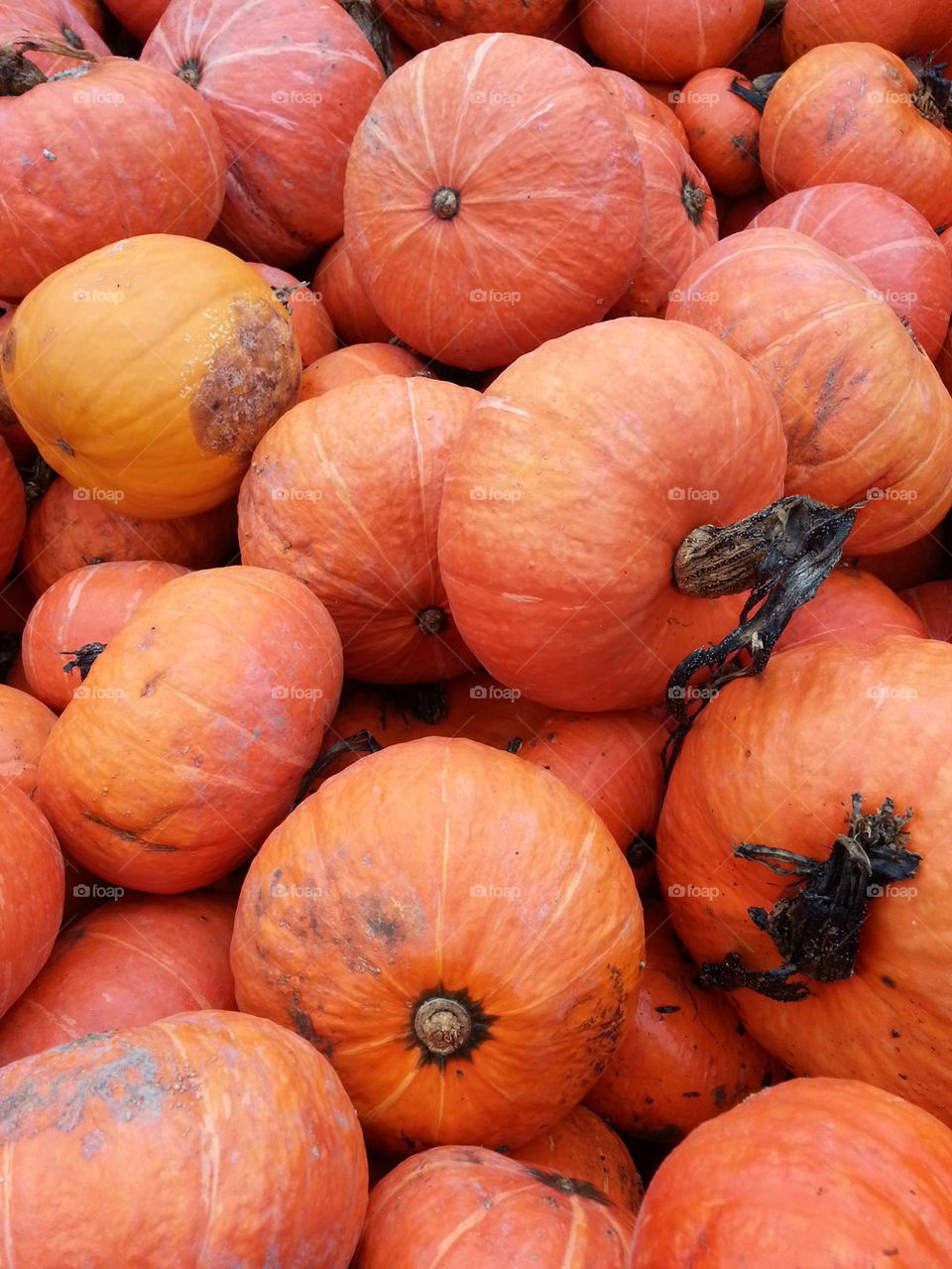 Orange Mini Pumpkins