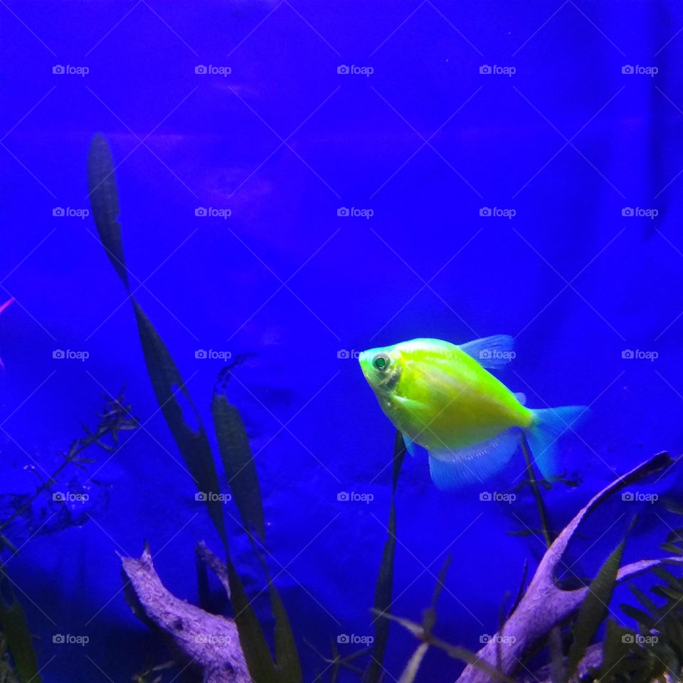 Glow fish in the aquarium