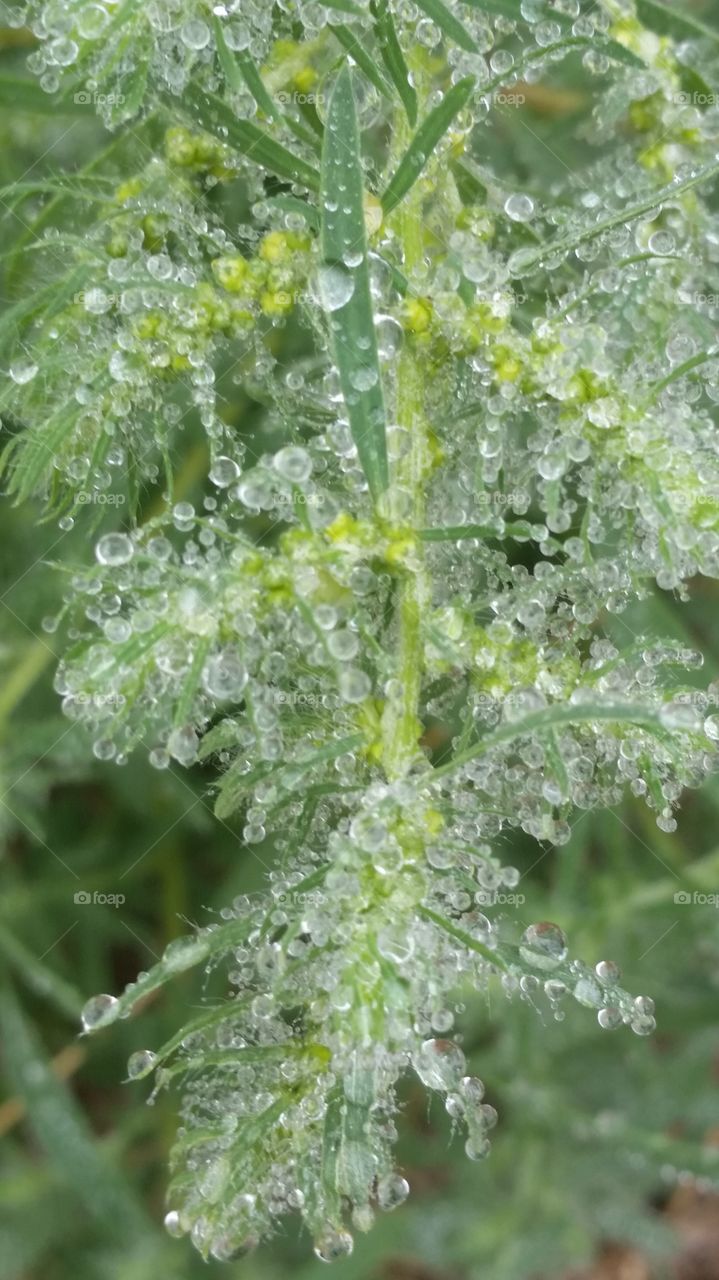 Raindrops on Weeds