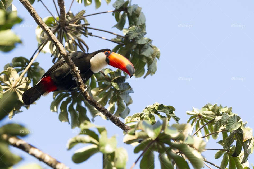 Toco Toucan.