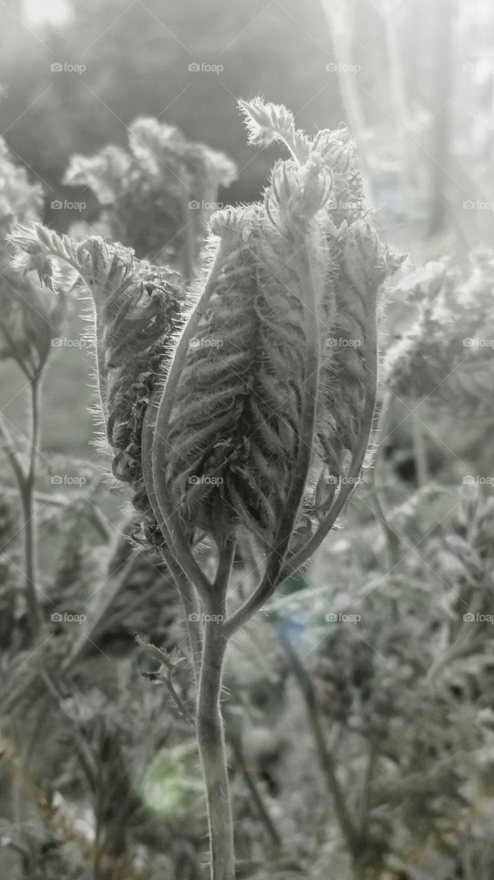 old drying flower