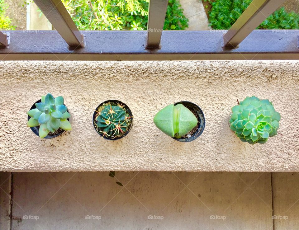 High angle view of cactus plants