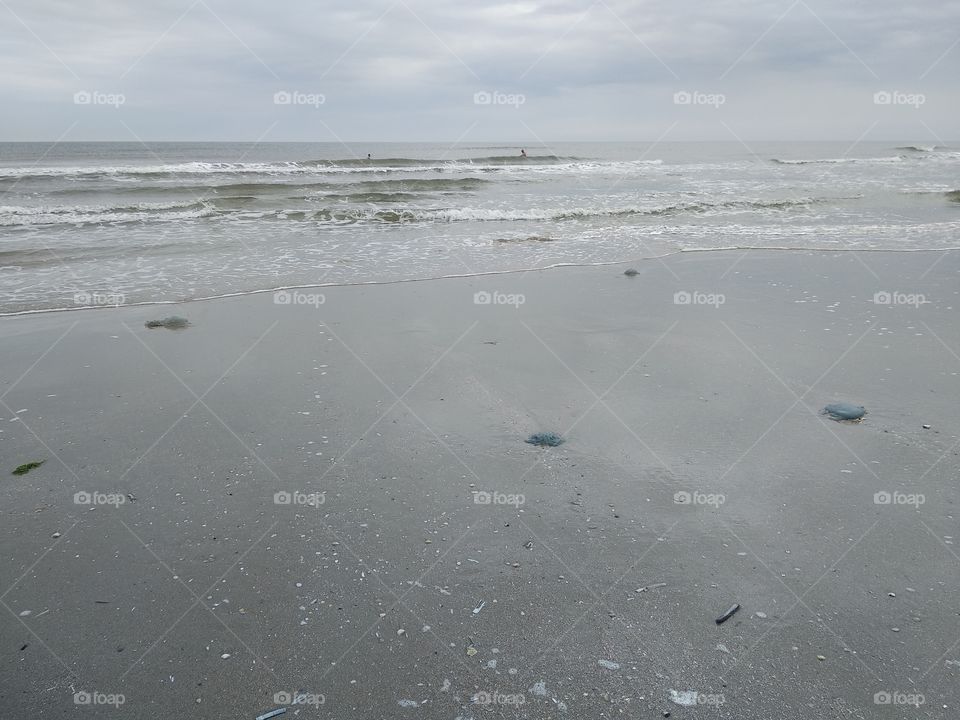 Playa de medusas gigantes