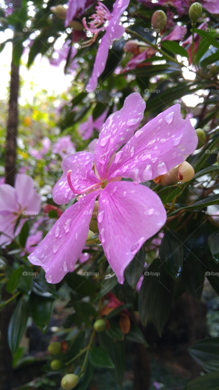 Flowers after showers