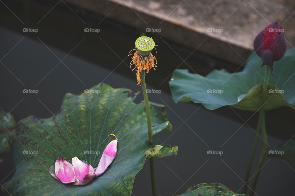 lotus