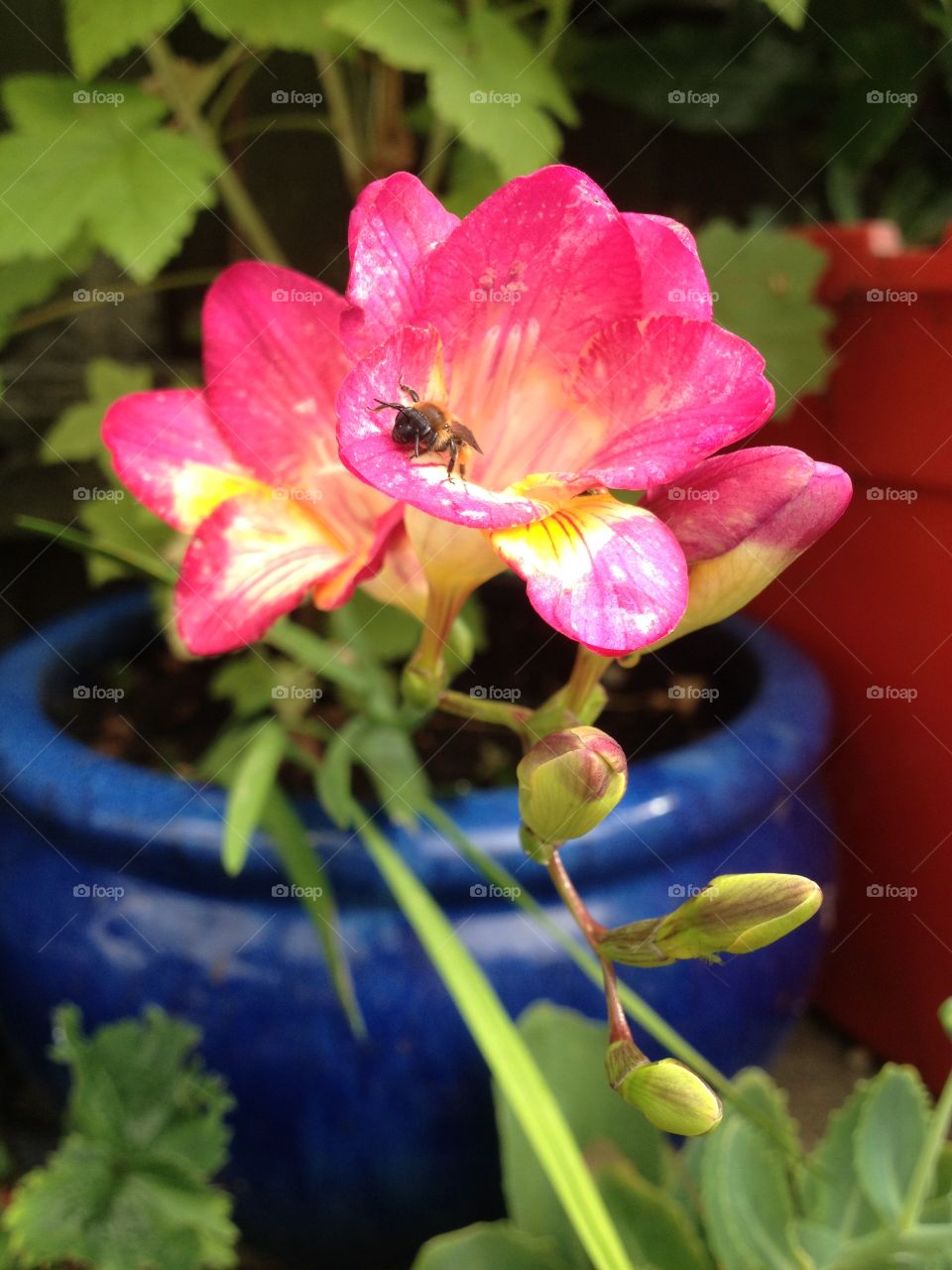 Bee pollinating on flower