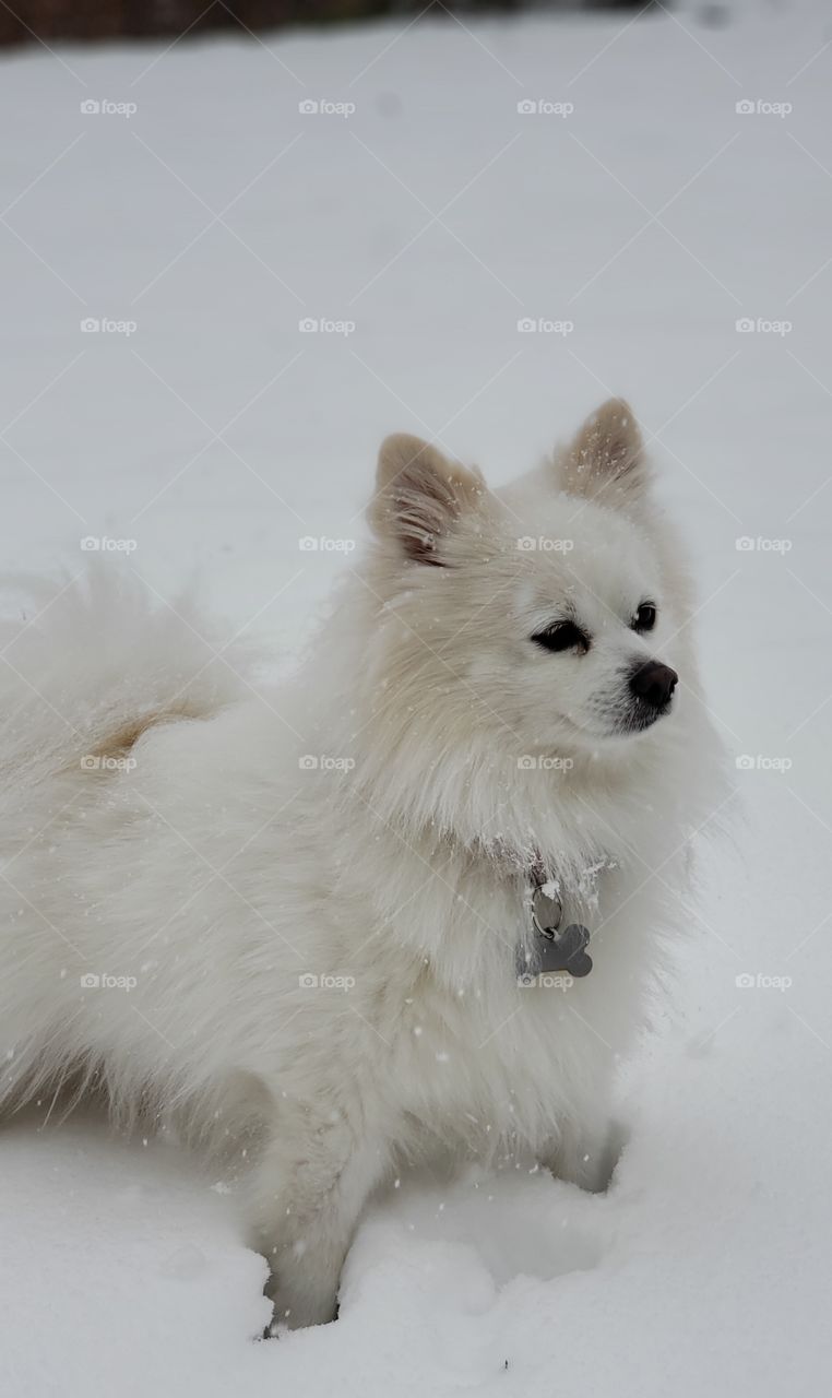 our family pet in the snow