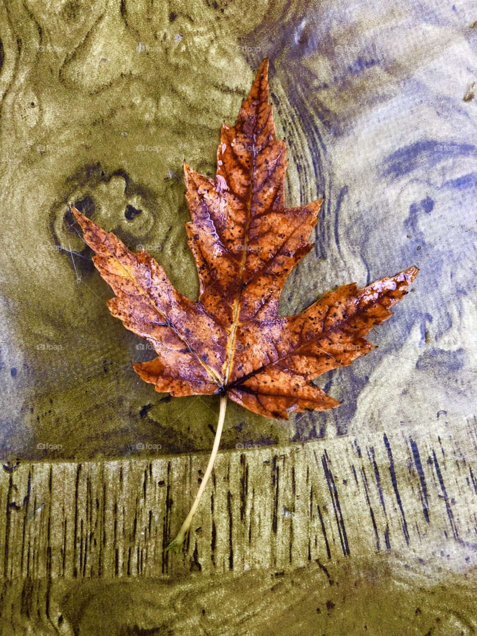 Fall leaf