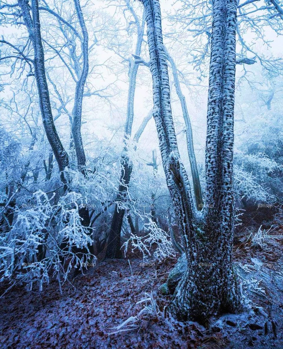 fabulous winter forest details