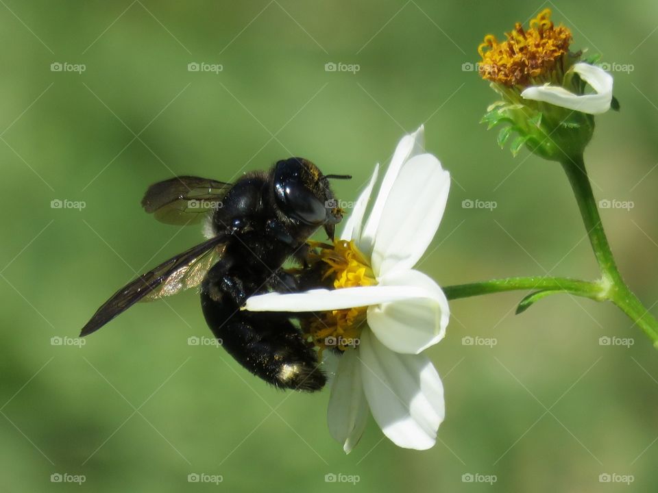 Black bee