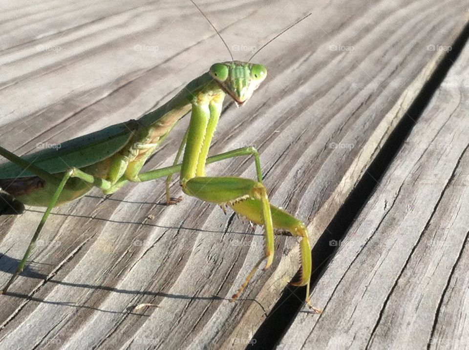 Praying mantis on duty keeping the deck pest free. 