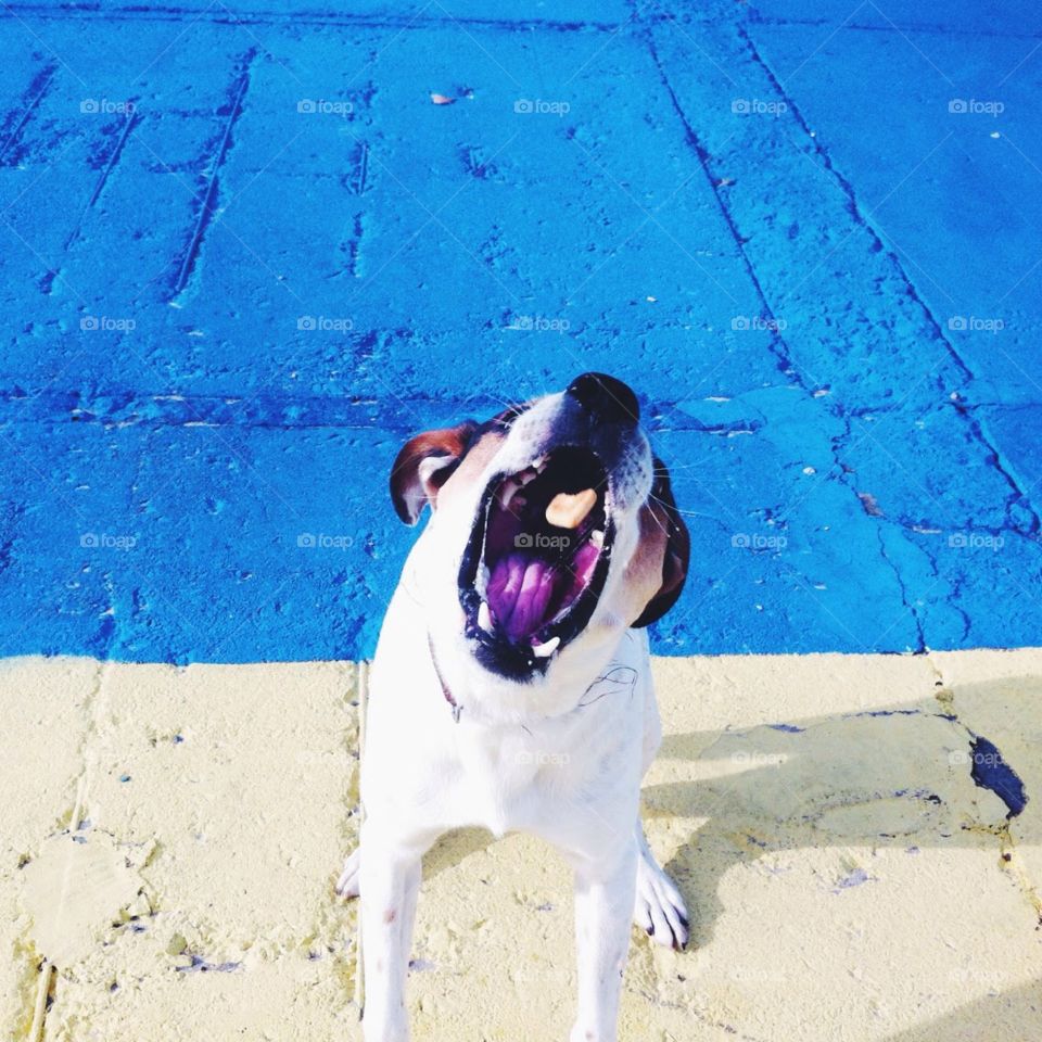 Dog catching a cookie 