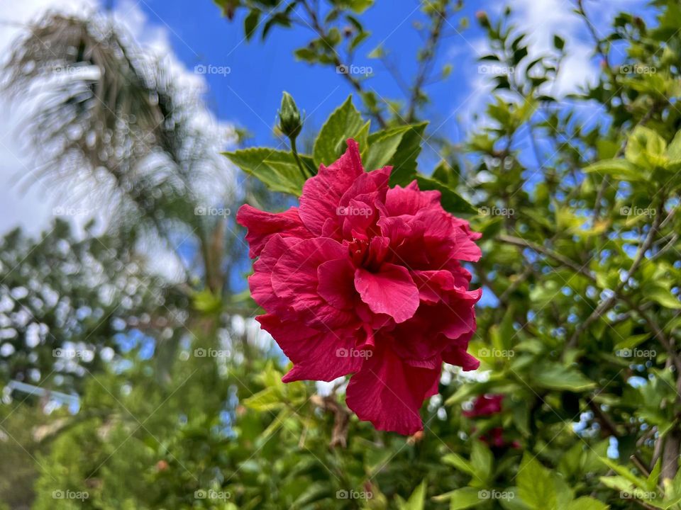 Pretty hibiscus flower