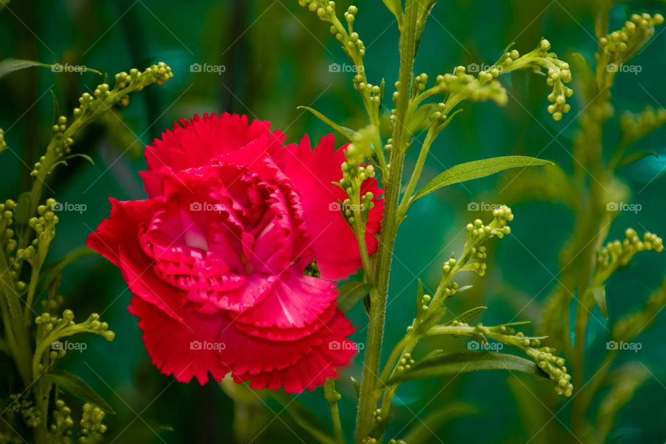 Beautiful red flower among the green