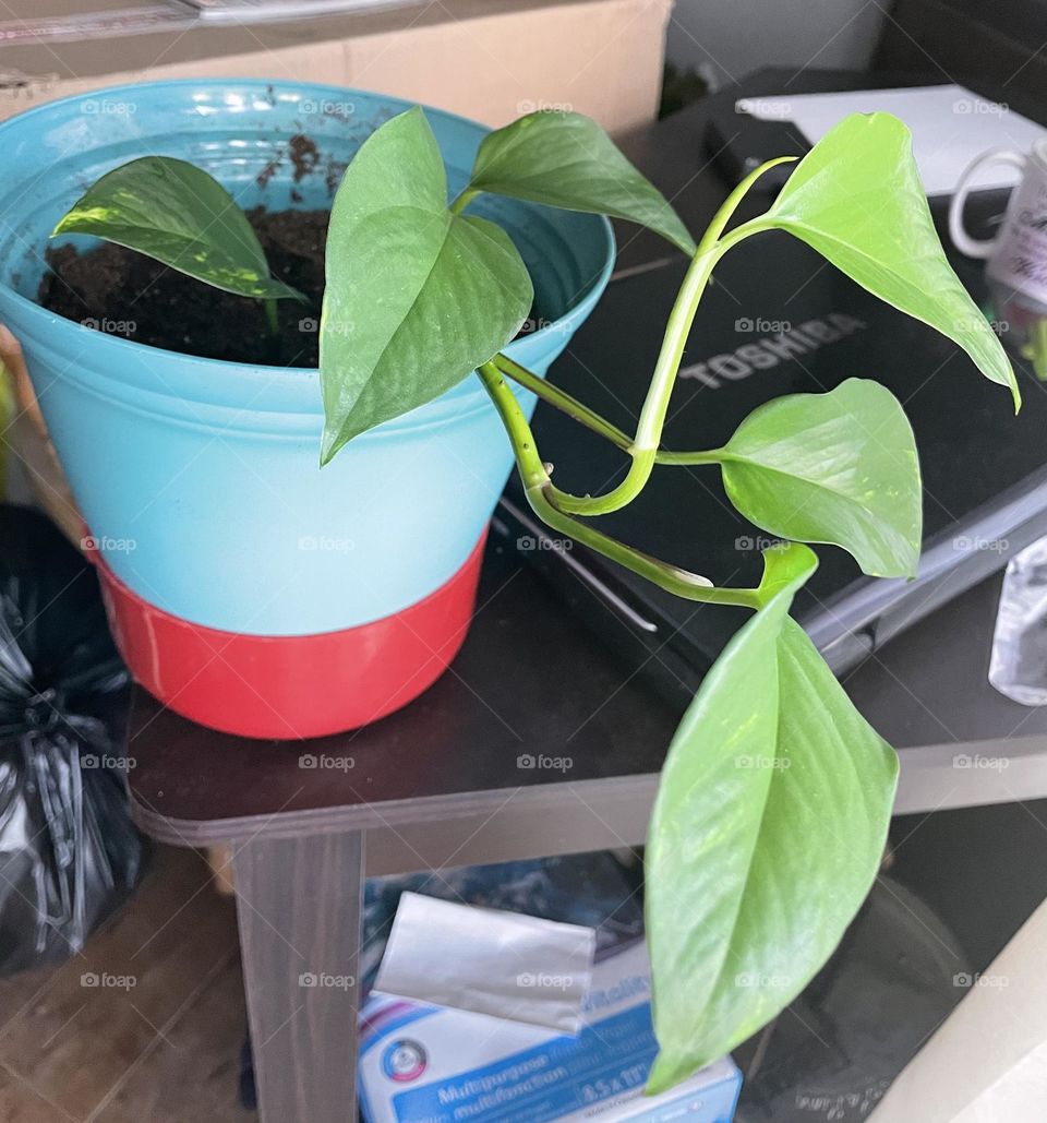Indoor starter plant, taking in the suns rays, which is very green and shiny, in a teal pot, sitting on top a red drip bowl, on a dark brown wood desk, beside a black Toshiba laptop