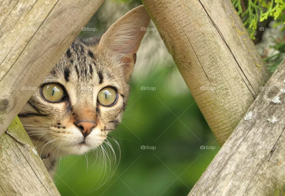cute cat
