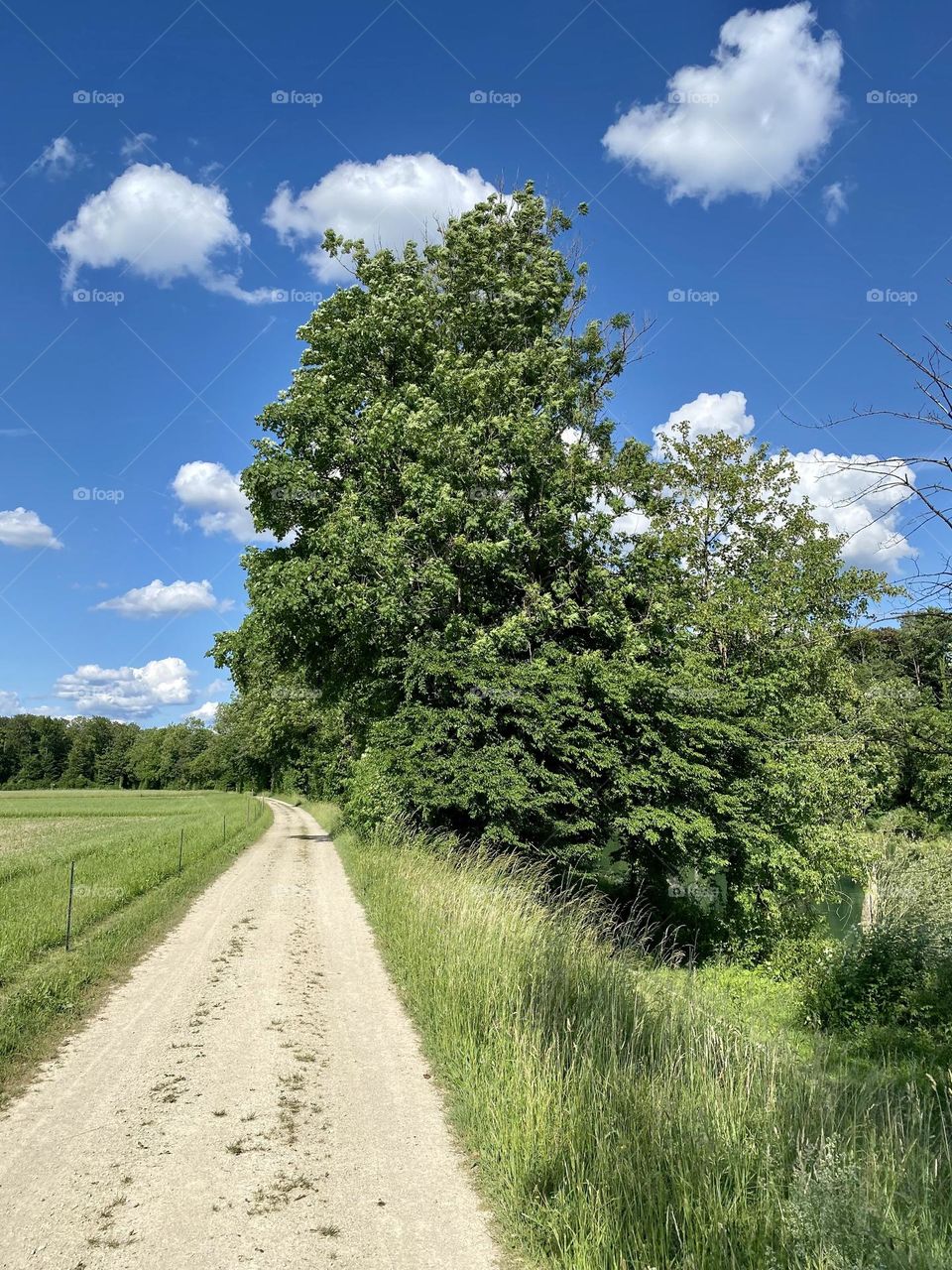 Field, meadow, country lane and trees