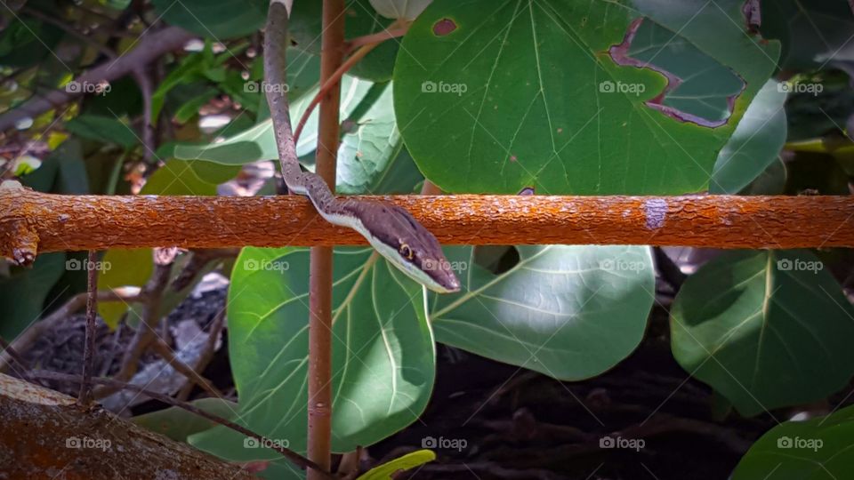 wild vine snake on a branch in cahuita national park. wildlife wild snake