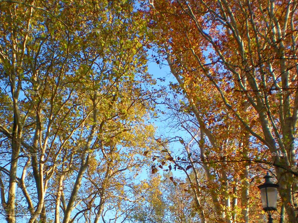 Tops of trees in autumn at Parma city ( Italy ).