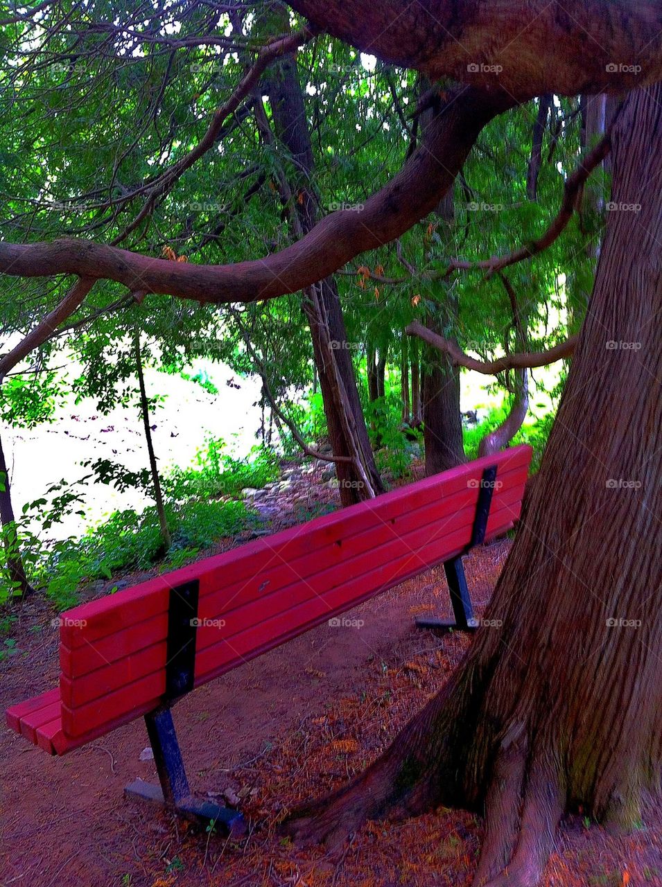 Bench under tree