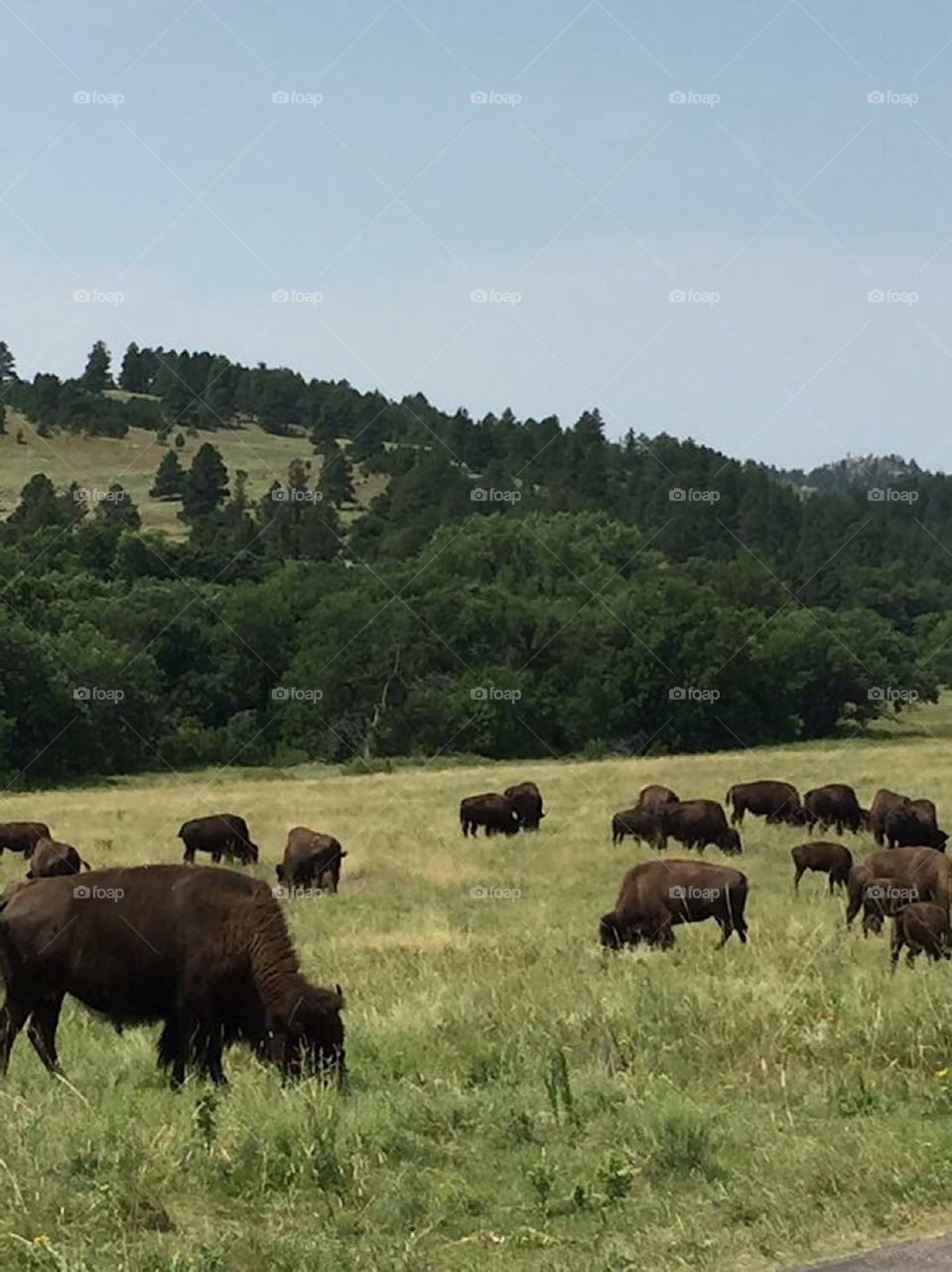 Buffalo grazing Custer national park 