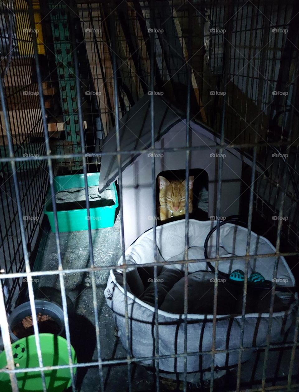 Night Time in the kennel